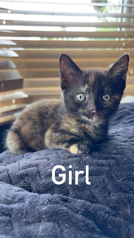 Bengal kittens for sale in Caerphilly / Caerffili, Gwent – 10 weeks old - Image 3 of 3