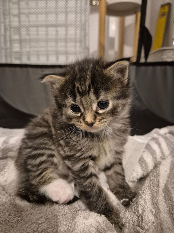 Bengal kittens for sale in Southampton, Hampshire – 3 weeks old