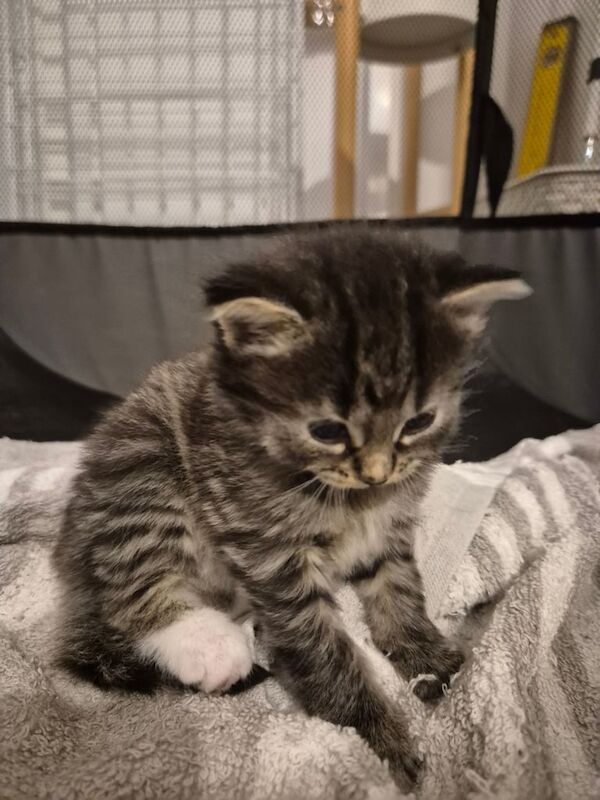 Bengal kittens for sale in Southampton, Hampshire – 3 weeks old - Image 2 of 3