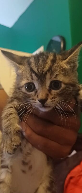 Bengal kittens for sale in Droylsden, Greater Manchester – 10 weeks old