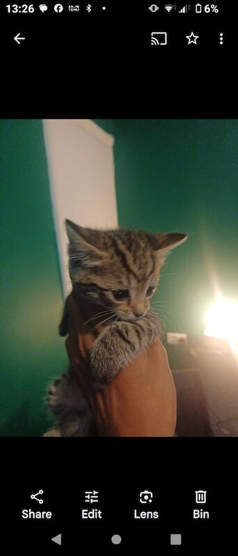 Bengal kittens for sale in Droylsden, Greater Manchester – 10 weeks old - Image 2 of 3