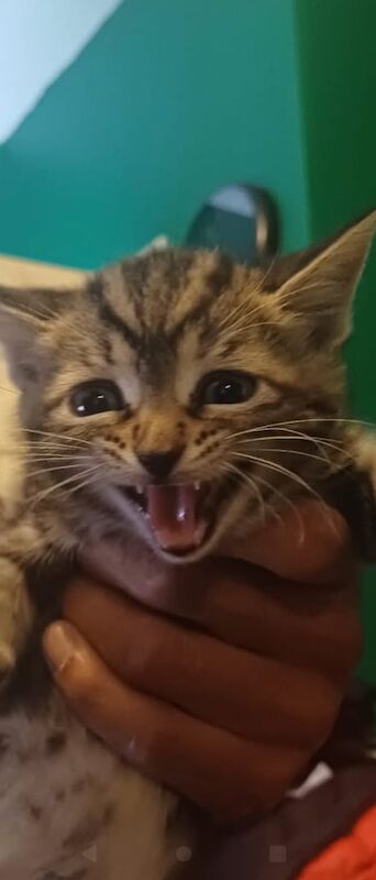 Bengal kittens for sale in Droylsden, Greater Manchester – 10 weeks old - Image 3 of 3