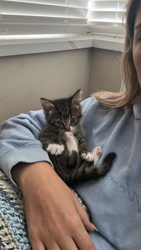 Bengal kittens for sale in Little Hulton, Greater Manchester – 7 weeks old
