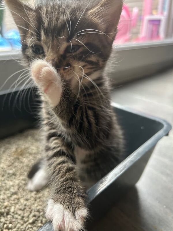 Bengal kittens for sale in Little Hulton, Greater Manchester – 7 weeks old - Image 2 of 3