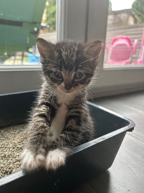 Bengal kittens for sale in Little Hulton, Greater Manchester – 7 weeks old - Image 3 of 3
