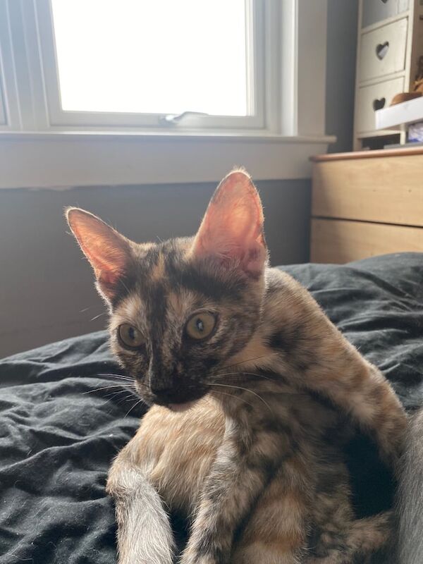 Bengal kittens for sale in Stenhousemuir, Stirling and Falkirk – 11 weeks old