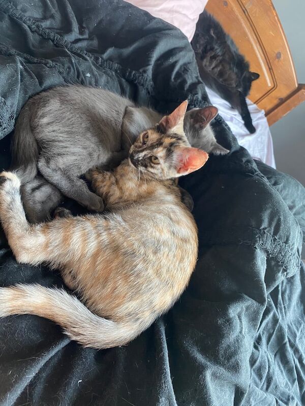 Bengal kittens for sale in Stenhousemuir, Stirling and Falkirk – 11 weeks old - Image 2 of 3