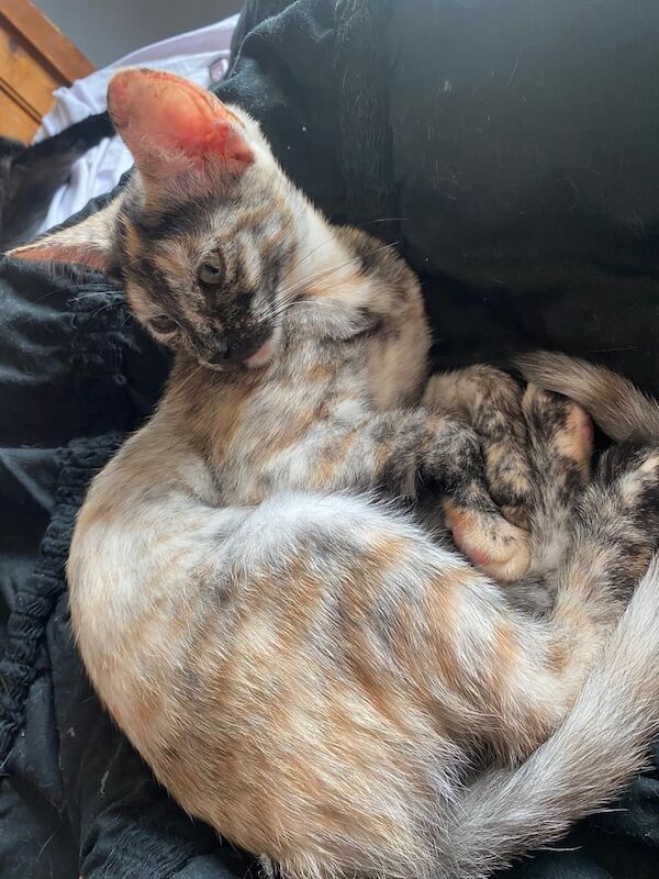 Bengal kittens for sale in Stenhousemuir, Stirling and Falkirk – 11 weeks old - Image 3 of 3