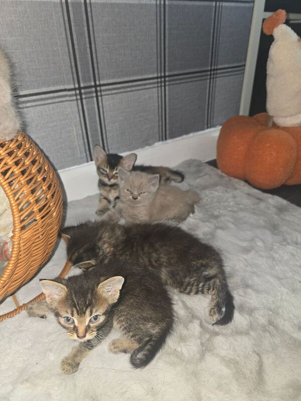 Bengal kittens for sale in Rawmarsh, South Yorkshire – 6 weeks old