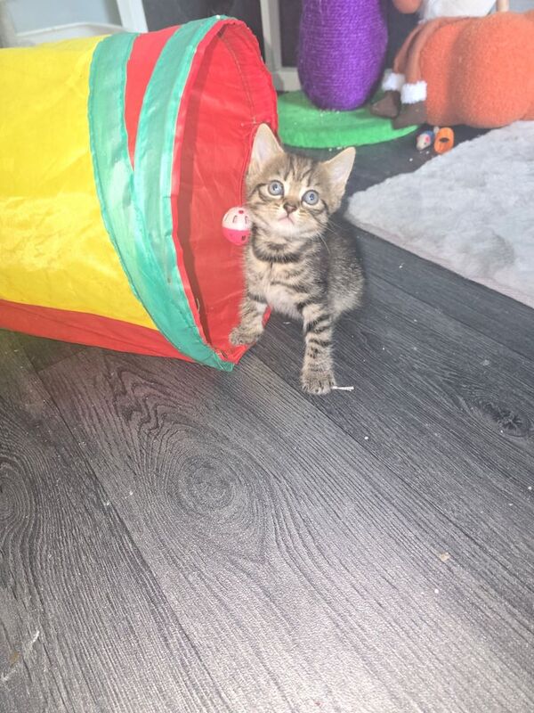 Bengal kittens for sale in Rawmarsh, South Yorkshire – 6 weeks old - Image 2 of 3