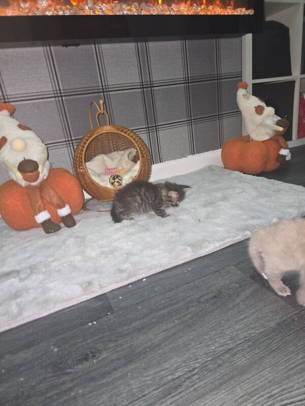 Bengal kittens for sale in Rawmarsh, South Yorkshire – 6 weeks old - Image 3 of 3