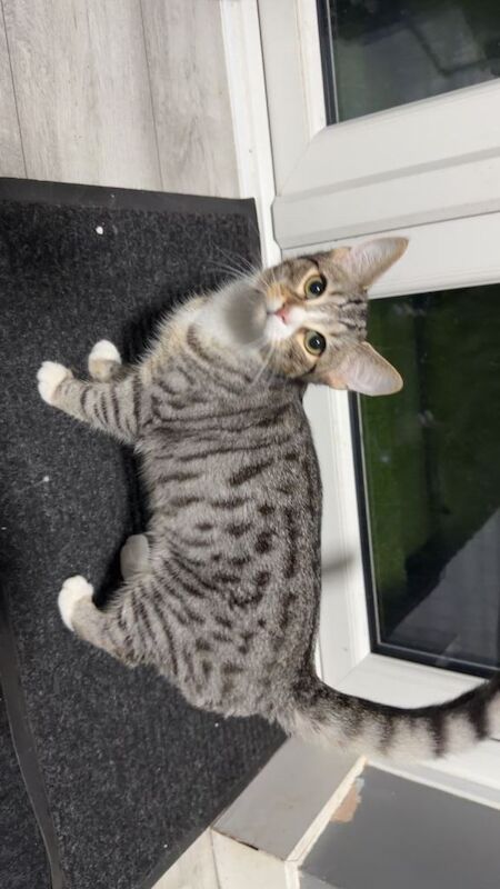 Bengal kittens for sale in Southend-on-Sea, Essex – 4 months old