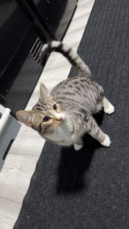 Bengal kittens for sale in Southend-on-Sea, Essex – 4 months old - Image 2 of 4