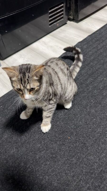 Bengal kittens for sale in Southend-on-Sea, Essex – 4 months old - Image 3 of 4