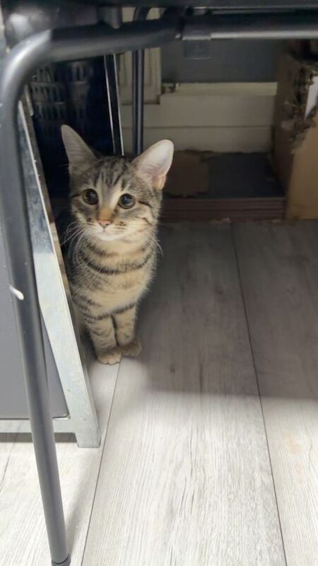 Bengal kittens for sale in Southend-on-Sea, Essex – 4 months old - Image 4 of 4