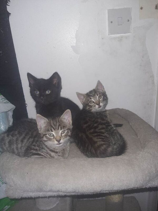 Bengal kittens for sale in Sheerness, Kent – 9 weeks old - Image 2 of 4