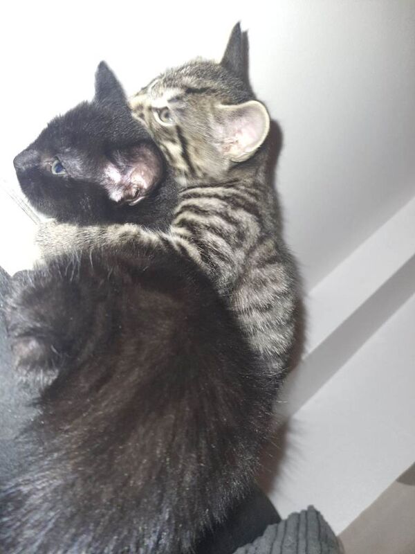 Bengal kittens for sale in Sheerness, Kent – 9 weeks old - Image 3 of 4