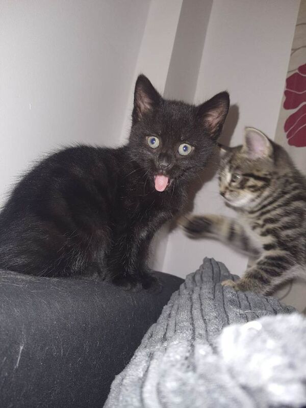 Bengal kittens for sale in Sheerness, Kent – 9 weeks old - Image 4 of 4