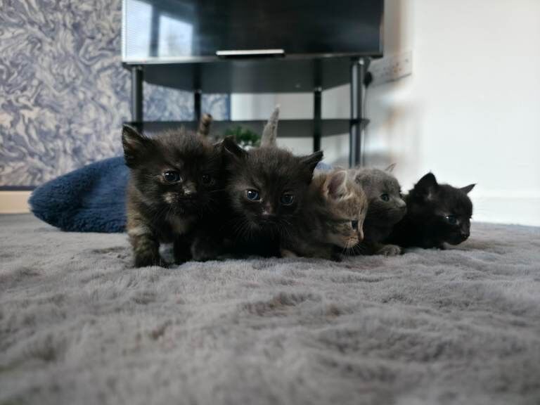 Kittens