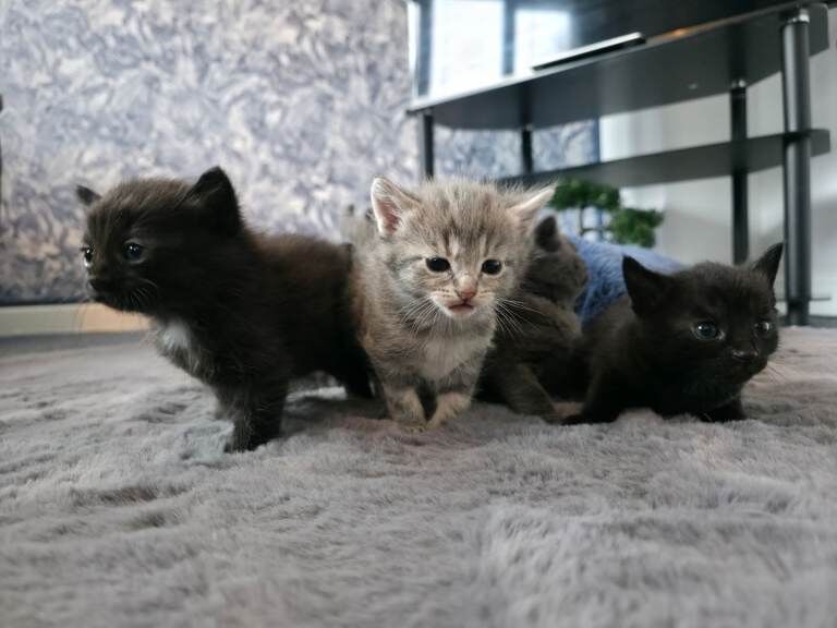 Kittens - Image 2 of 5