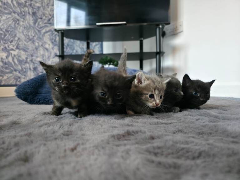 Kittens - Image 3 of 5