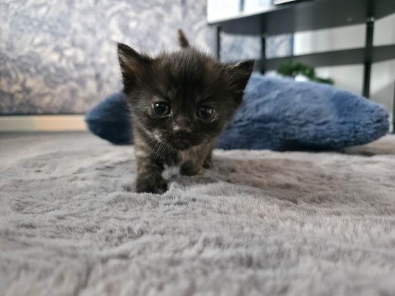 Kittens - Image 5 of 5