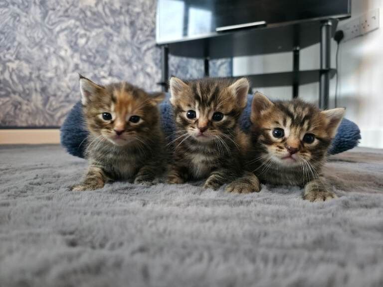 Kittens