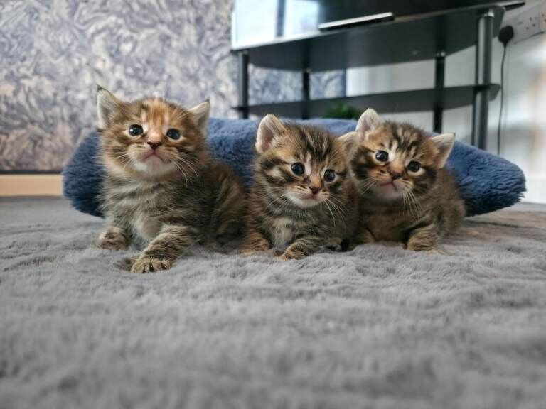 Kittens - Image 2 of 3