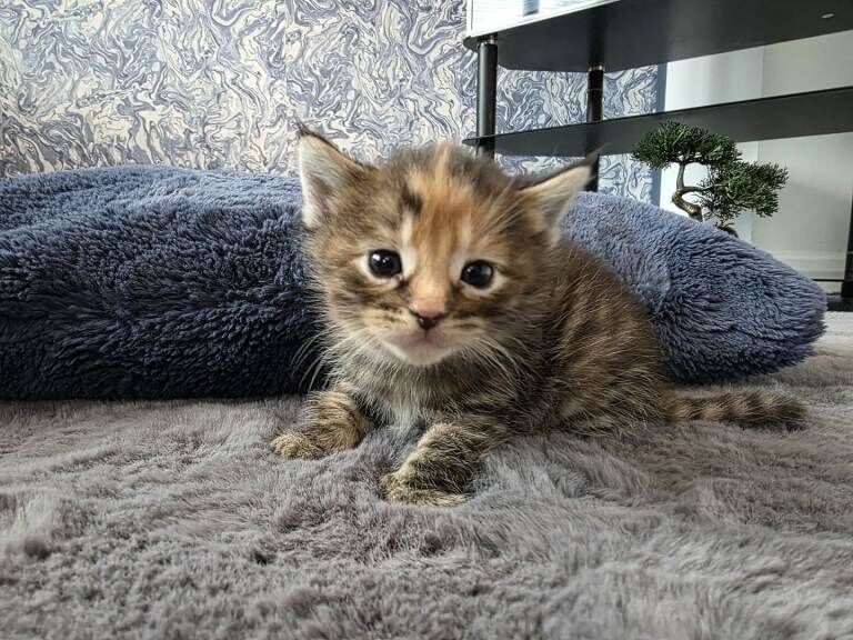 Kittens - Image 3 of 3