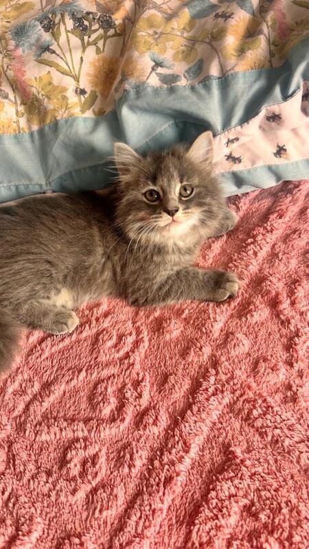 Kittens - Image 2 of 5