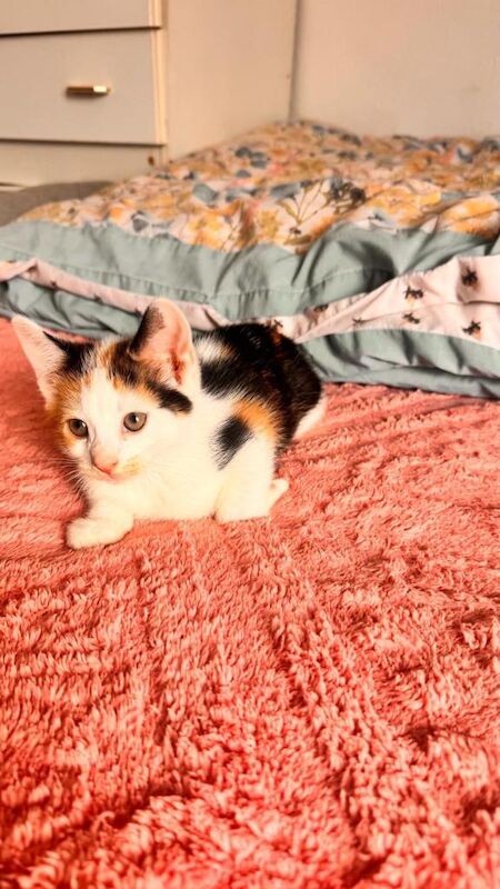 Kittens - Image 3 of 5