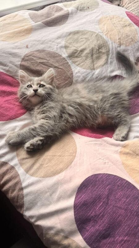 Kittens - Image 4 of 5