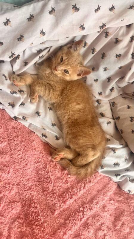 Kittens - Image 5 of 5