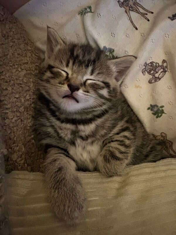 Kittens