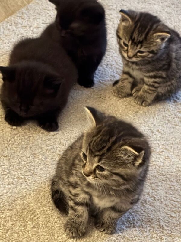 Kittens - Image 2 of 4