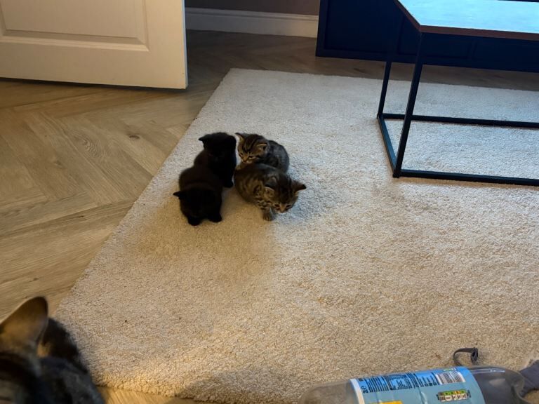 Kittens - Image 3 of 4