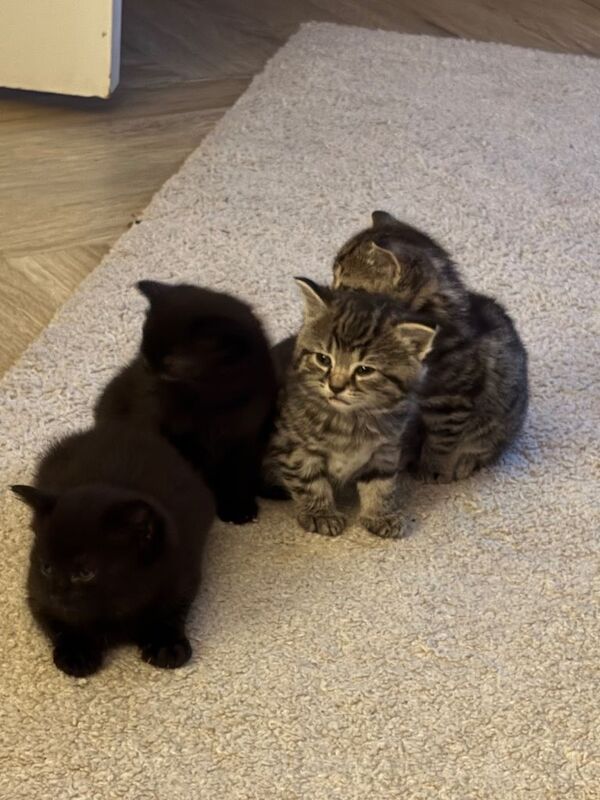 Kittens - Image 4 of 4