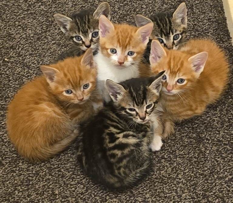 Kittens