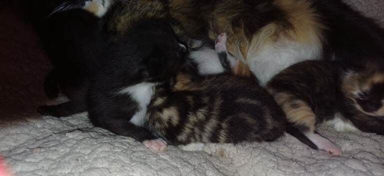 Kittens