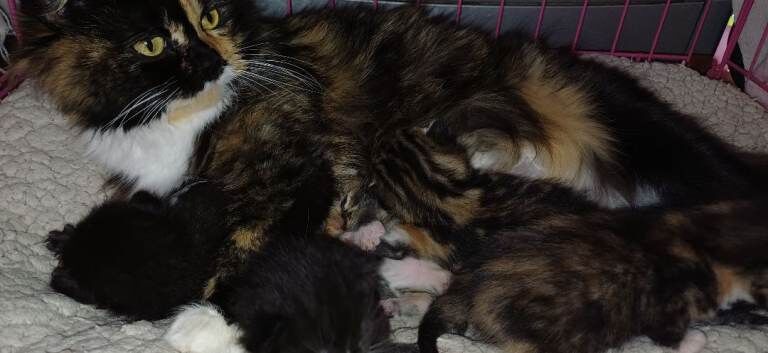 Kittens - Image 2 of 5