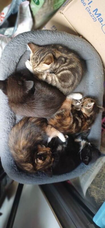 Kittens - Image 4 of 5