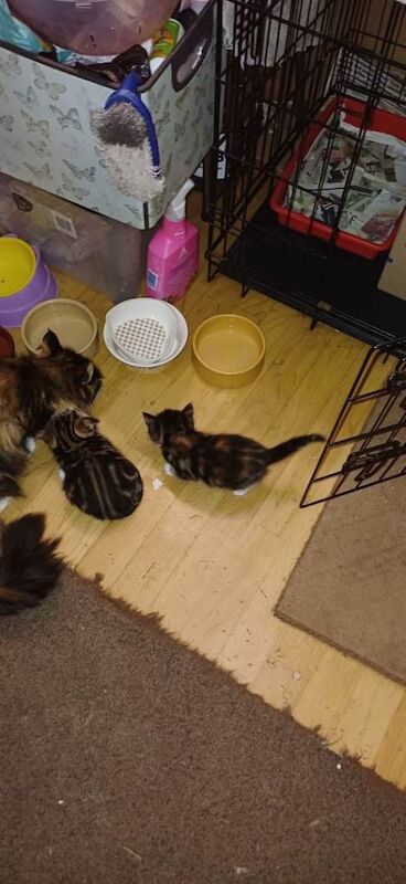 Kittens - Image 5 of 5