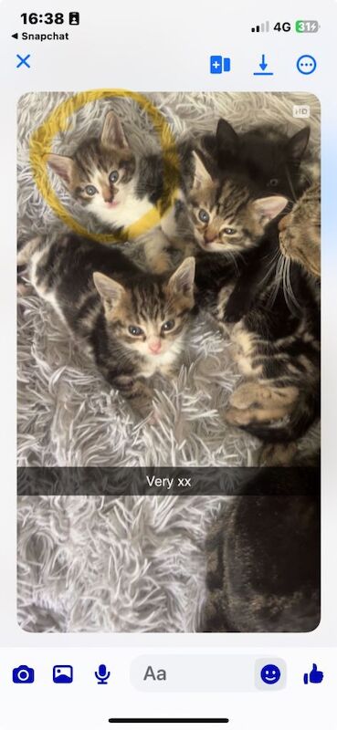 Kittens