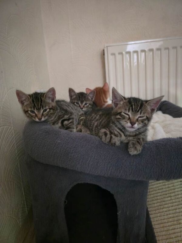 Bengal Kittens For Sale Under £300