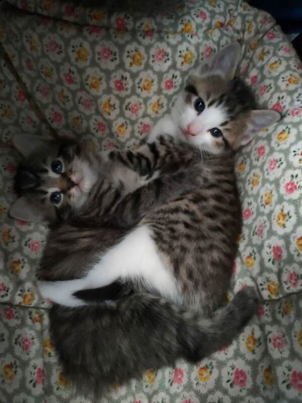 Kittens