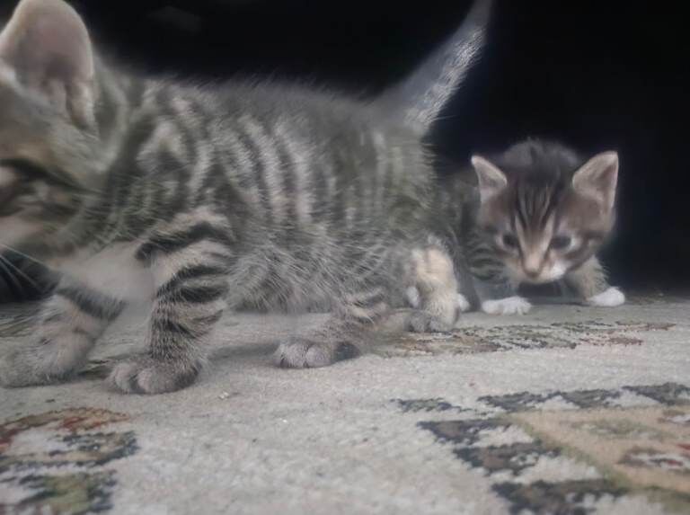 Bengal Kittens For Sale