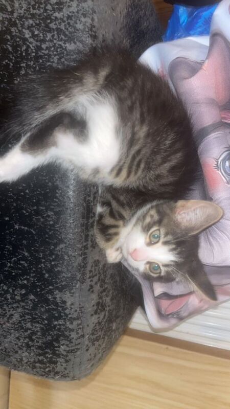 Kittens - Image 2 of 4