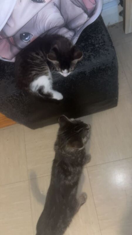 Kittens - Image 3 of 4