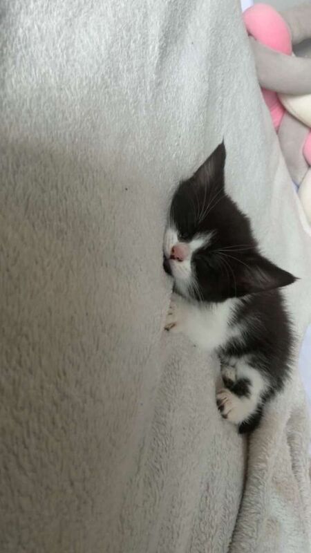 Kittens - Image 4 of 4