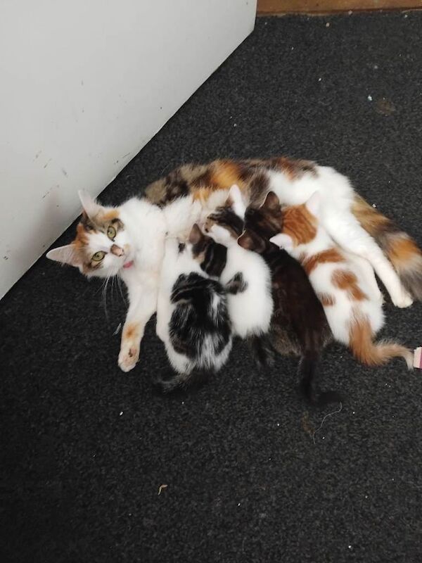 Kittens